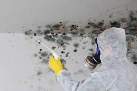 Mold Documentation for Insurance Claims in Napili Honokowai, HI